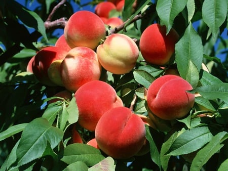 Peaches - red, pink, peaches, peach, yellow, trees, nature