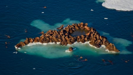 Living Island - ice, white, water, nature, blue, walrus, ocean, animals