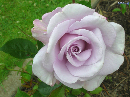 Lilac Rose - bloom, perfume, beautiful, beauty, thorn, flower, petals