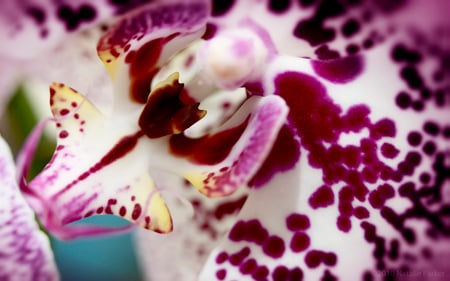 Orchid - nice, nature, amazing, purple, cool, beautiful, flowers