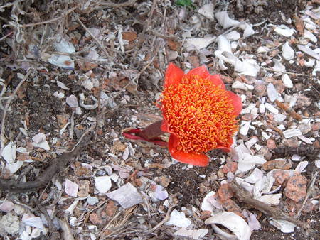 Red flower - alone, desert, flower, beautiful