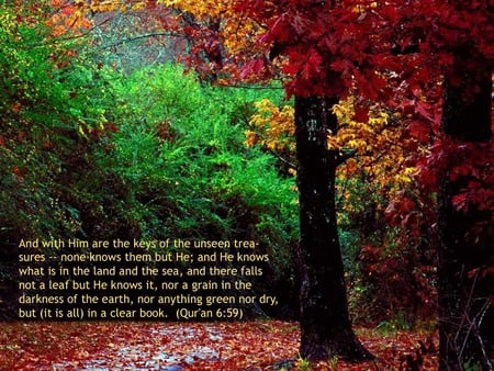 The Words - islam, allah, muslim, autumn, quran