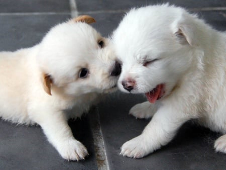 Ouch That Hurts - white, playful, puppy, play, cute, shepherd, puppies