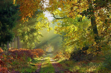 Beauty of the season - red, forest, walk, leaves, sunlight, gold, orange, trees, autumn, green