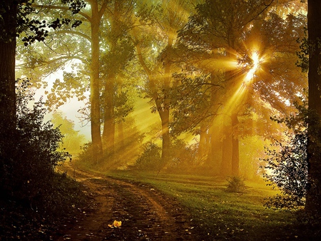 Harmony - trees, forest, walk, peaceful, rays of light, sunset