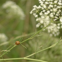 Lady Bird and flover