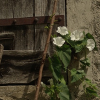 Old house and flowers