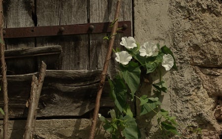 Old house and flowers - flowers, house, abstract, architecture, old house