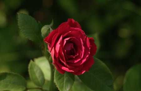 Rose - nature, red, green, flowers, field, rose