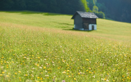 Beautiful Spring - beautiful, flowers, spring, fields, hut, nature, green, grass