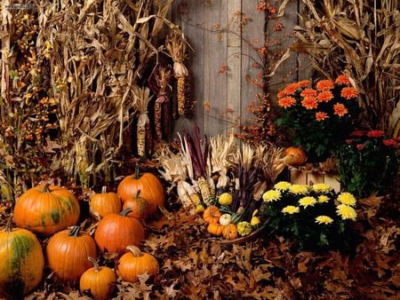 Halloween_Spectacular - nature, halloween, fruits, flowers, other