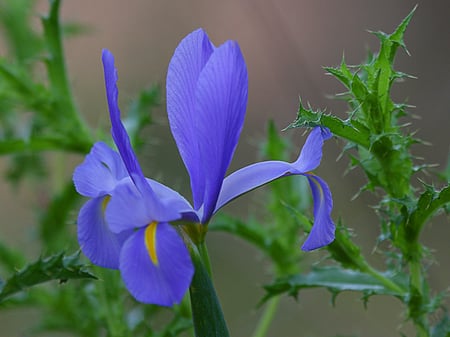 Blue Iris - flower, nature, blue, iris