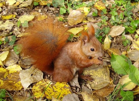 Squirrel At Autum - animal, autum, rodent, squirrel