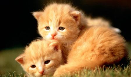 Little Kittens - cute, cats, little, photo, baby