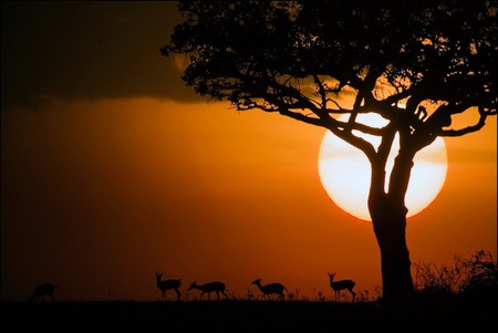 sunset in Africa - sunset, tree, gazelle, africa