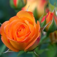 Orange Rose