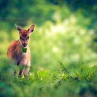 Deer in Grass