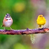 Beautiful Birds