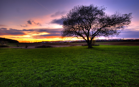 sunset - beauty, sunset, nature, tree