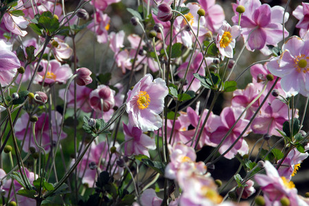 flowers - japan, pink, beautiful, nature, autumn