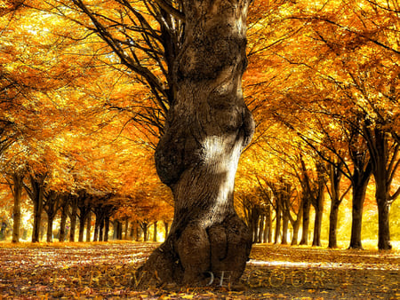 One or many - nature, tree, autumn, forest