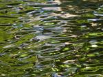 Woodland Water Reflections