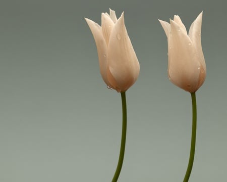 two-tulips - two-tulips