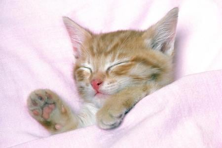 happy dream - cats-animals