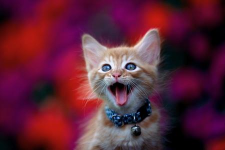 happy cat - animals-funny-cats