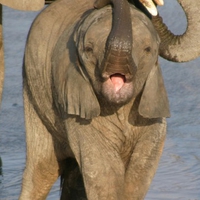 Baby Elephant