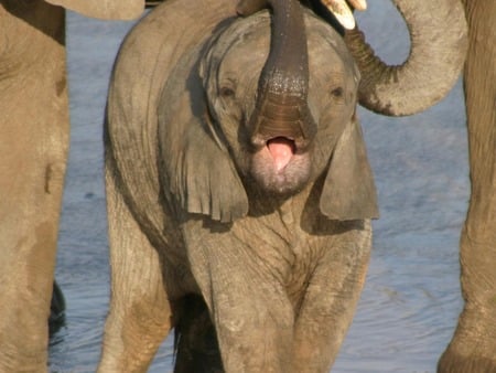 Baby Elephant - elephant, elephant child, baby elephant