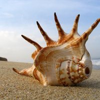 Seashell on the Sand