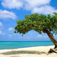 Divi Divi Tree On Beach !!!