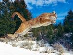 Leaping Borcat !!!!