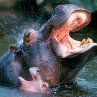 Hippo and Baby