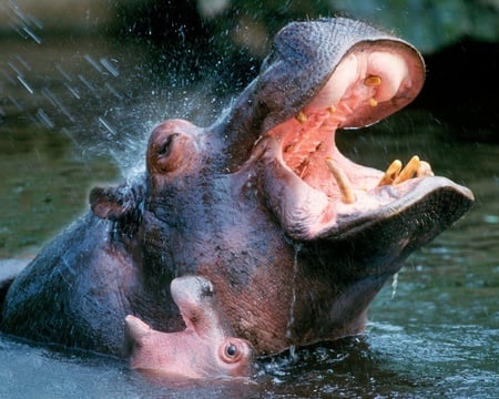 Hippo and Baby - face, teeth, hippopotamus, baby, baby hippopotamus, baby hippo, hippo