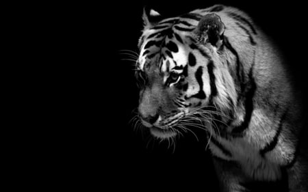 Out Of The Shadows - cats, tigers, tiger, cat, animals