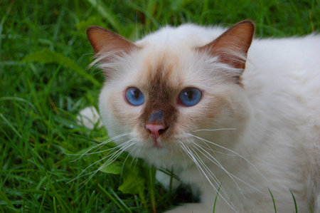 Dontcha just luv those eyes? - cats, siamese, animals, cat