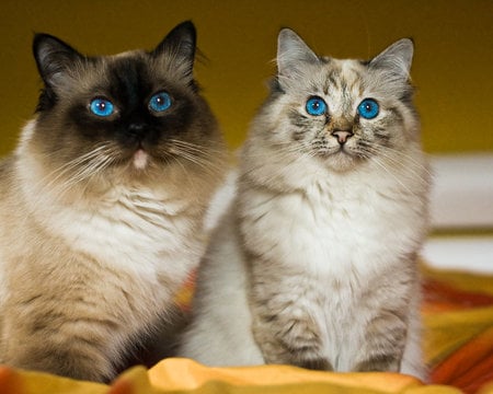 Pretty Kitties - cats, siamese, animals, cat