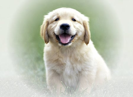 Golden Retriever Pup - dog, puppy, golden retriever