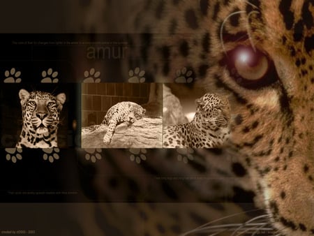 leopard - cat, leopard, animals