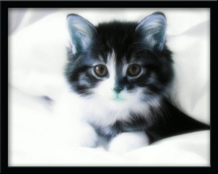 Picture Purrfect - kittens, kitten, cats, art, cat, animals, kitties