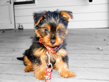 Howdy Partner - animals, dogs, yorkie, puppies, puppy, dog