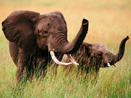 Elephant Family - elephant, family