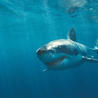 Great White