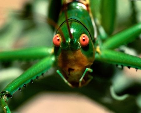 insect closeup 9 - insect, green, insect-closeup-9, closeup