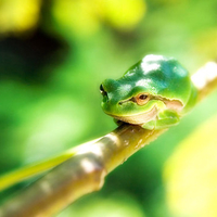 Happy Tree Frog