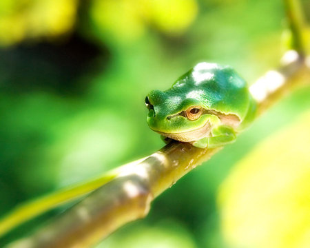 Happy Tree Frog - frogs, tree frog, animals, reptiles