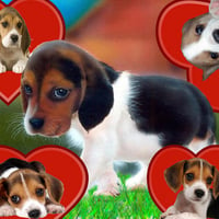 beagle