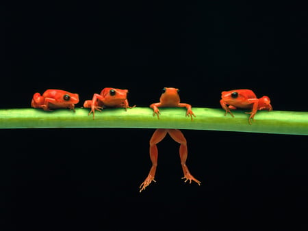 red frogs